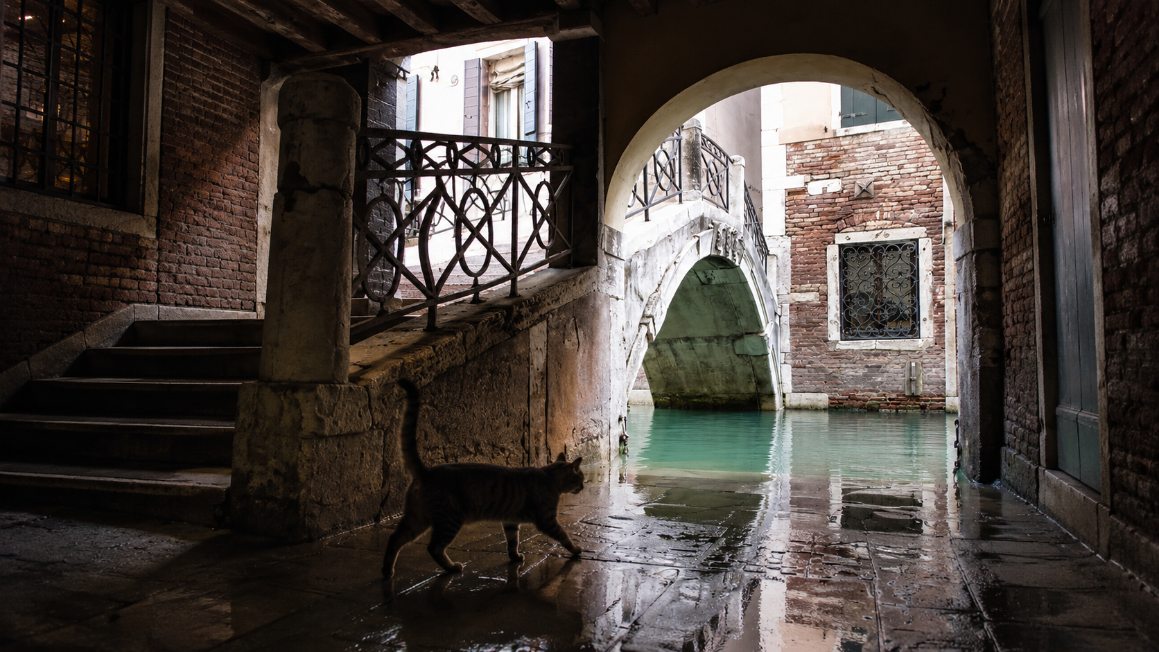 Venezia e i luoghi del romanzo Il tuo gatto è dentro il mio giardino